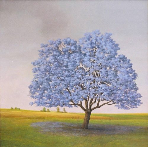 jacaranda carlos scaglione