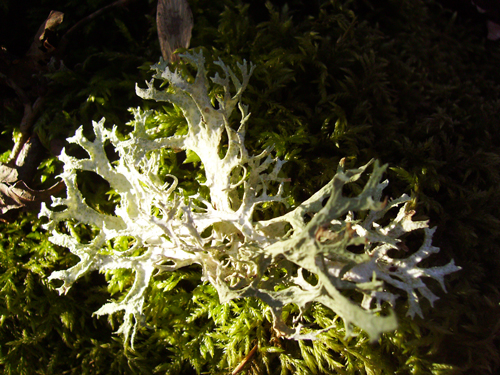 foto: Lune.le-sidh.org