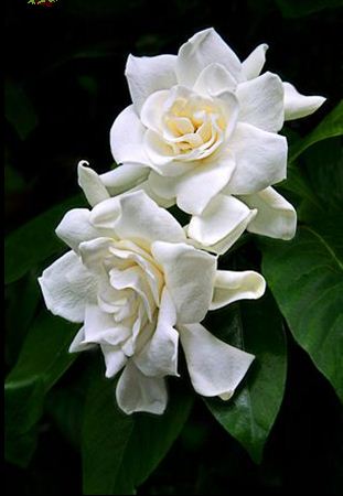 foto: Negroazabache.net