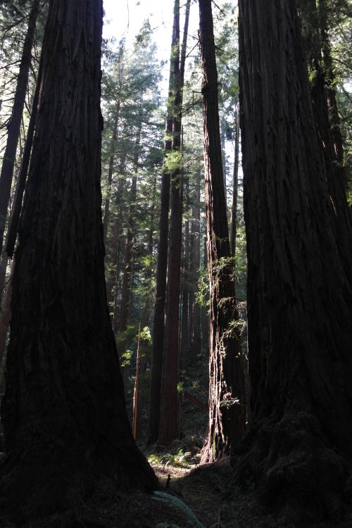 Sequoias - Muir Woods, Mill Valley, CA     foto: Virginia Blanco