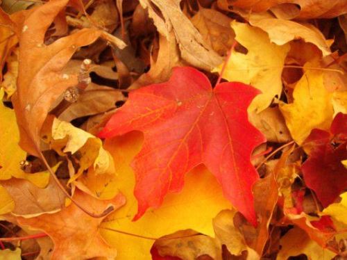 foto: Nature-gifts.com