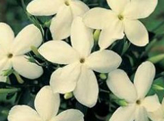 foto: Viveronet.com.ar