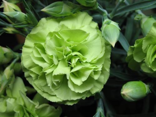 foto: Picsofflowers.blogspot.com