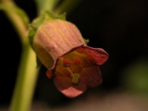 foto: Elvirathor.wordpress.com