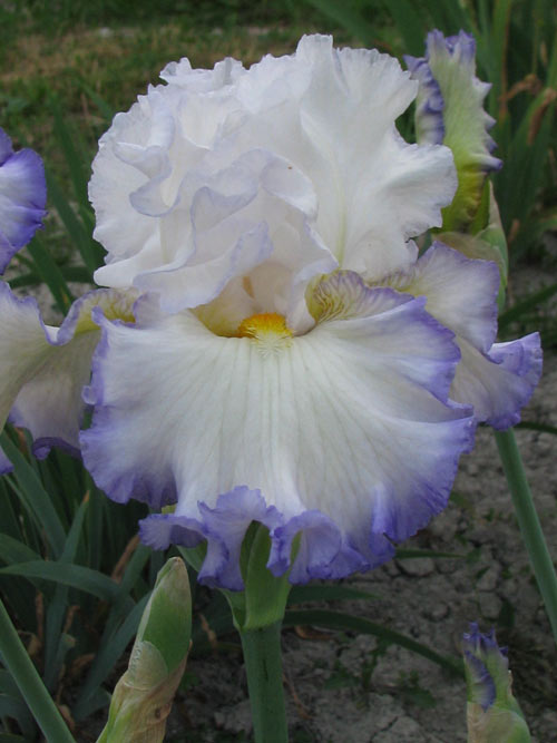 foto: Iride di Augusto Bianco www.biancoiride.it