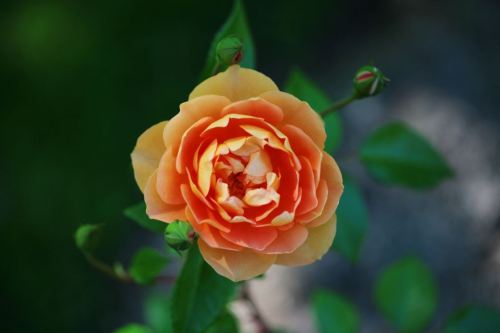 foto: Emma Livingston