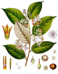 Styrax Benzoína.    Imagen: Wikipedia.org