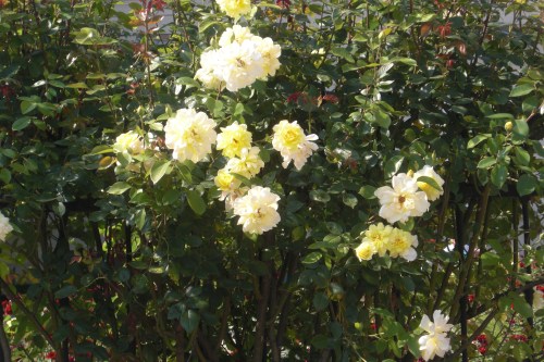 jardines mirabell (14)