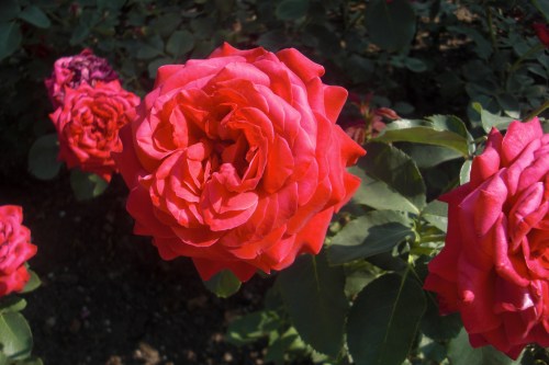 jardines mirabell (18)