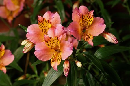 foto: Commons.wikimedia.org  Alstroemeria