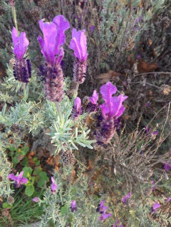 foto: Virginia Blanco