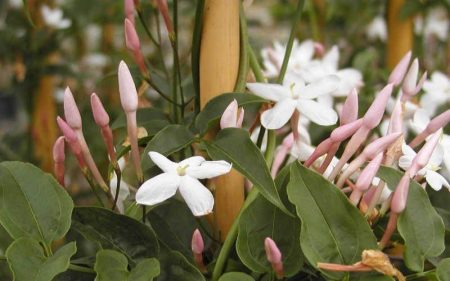 foto: Florespedia.com  Jazmines