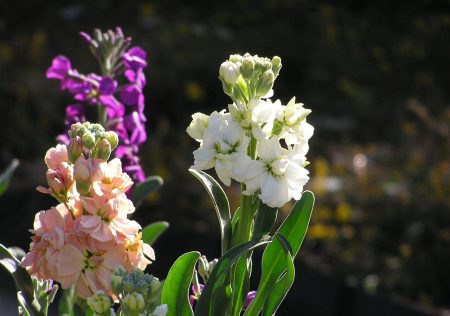 foto: Florespedia.com  Alhelíes