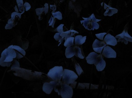 foto: Flickr.com "Violets in the dark" ph: Mikkashar