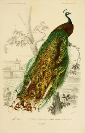 imagen: Af.dessins.free.fr Diccionario Nniversal de Historia Natural