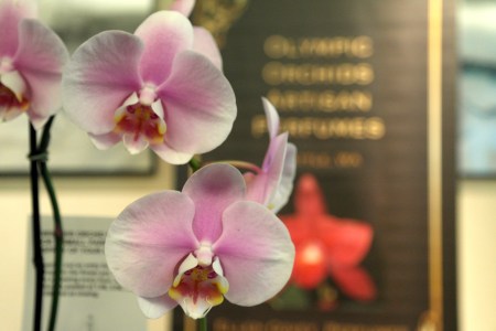foto: Virginia Blanco  Olympic Orchids 