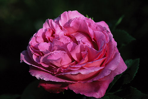 foto: Roseraie-de-berty.com