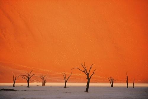 dunas-y-arboles-namibia